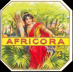 Africora outer