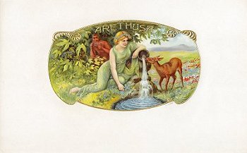Arethusa