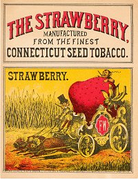 Strawberry