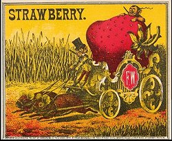 Strawberry outer