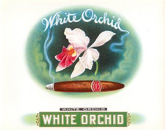 White Orchid